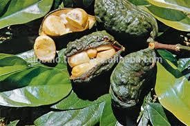 KOLA NUTS West Africa Fresh Natural Cola